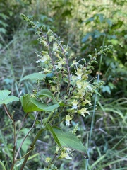 Collinsonia punctata