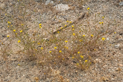 Lessingia glandulifera