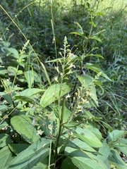 Collinsonia punctata