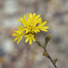 Lessingia glandulifera