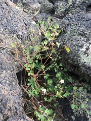 Geranium lentum