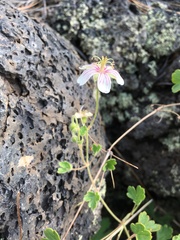Geranium lentum