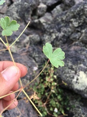 Geranium lentum