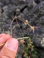 Geranium lentum