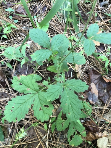Low agrimony (Agrimonia microcarpa)