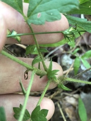 Agrimonia microcarpa