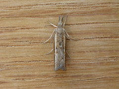 Ptochostola microphaeellus