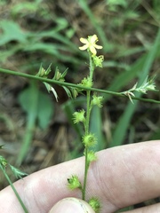 Agrimonia microcarpa