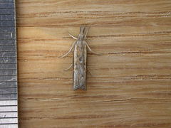 Ptochostola microphaeellus