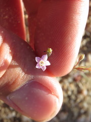 Gilia sinuata