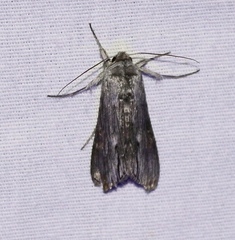 Cucullia laetifica