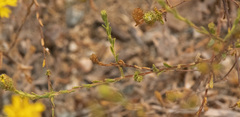 Lessingia glandulifera