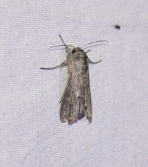 Cucullia laetifica