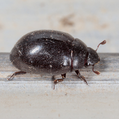 Nosodendron unicolor