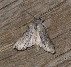 Cucullia laetifica