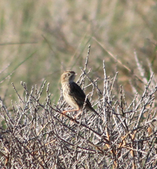 Cisticola textrix