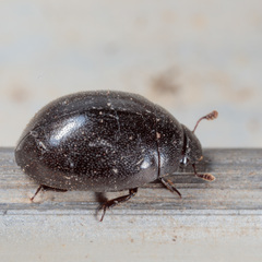 Nosodendron unicolor