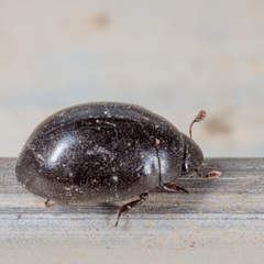 Nosodendron unicolor