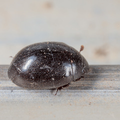 Nosodendron unicolor