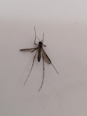 Aedes epactius