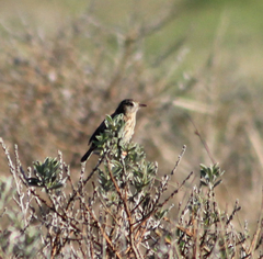 Cisticola textrix