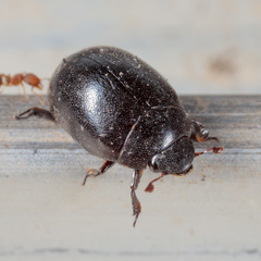 Nosodendron unicolor