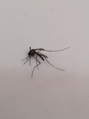 Aedes epactius