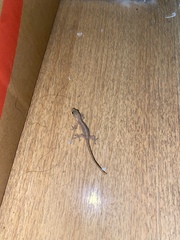 Hemidactylus bowringii