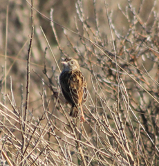 Cisticola textrix