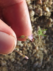 Gilia sinuata