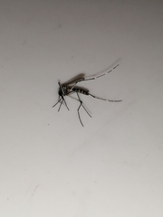 Aedes epactius