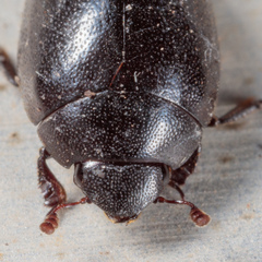 Nosodendron unicolor