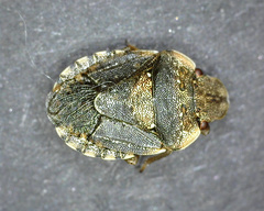 Sciocoris conspurcatus