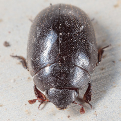 Nosodendron unicolor