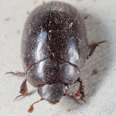 Nosodendron unicolor