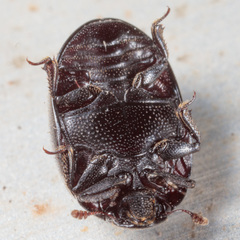 Nosodendron unicolor