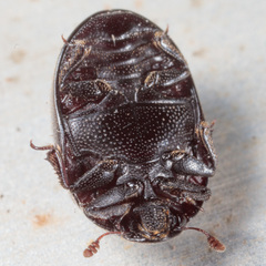 Nosodendron unicolor