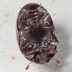 Nosodendron unicolor
