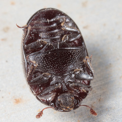 Nosodendron unicolor