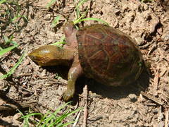 Kinosternon hirtipes