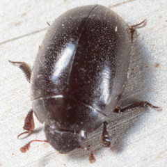 Nosodendron unicolor