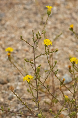 Lessingia glandulifera