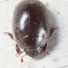 Nosodendron unicolor