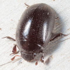 Nosodendron unicolor