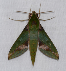Xylophanes chiron nechus