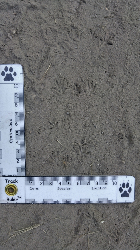 Oregon Jumping Mouse (Zapus oregonus)