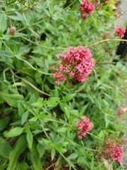 Centranthus ruber