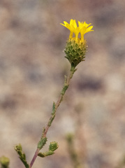 Lessingia glandulifera