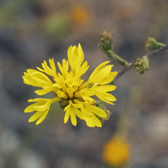 Lessingia glandulifera