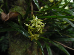 Prosthechea